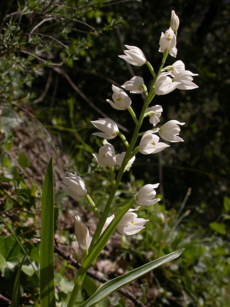 Cephalanthera_longifolia