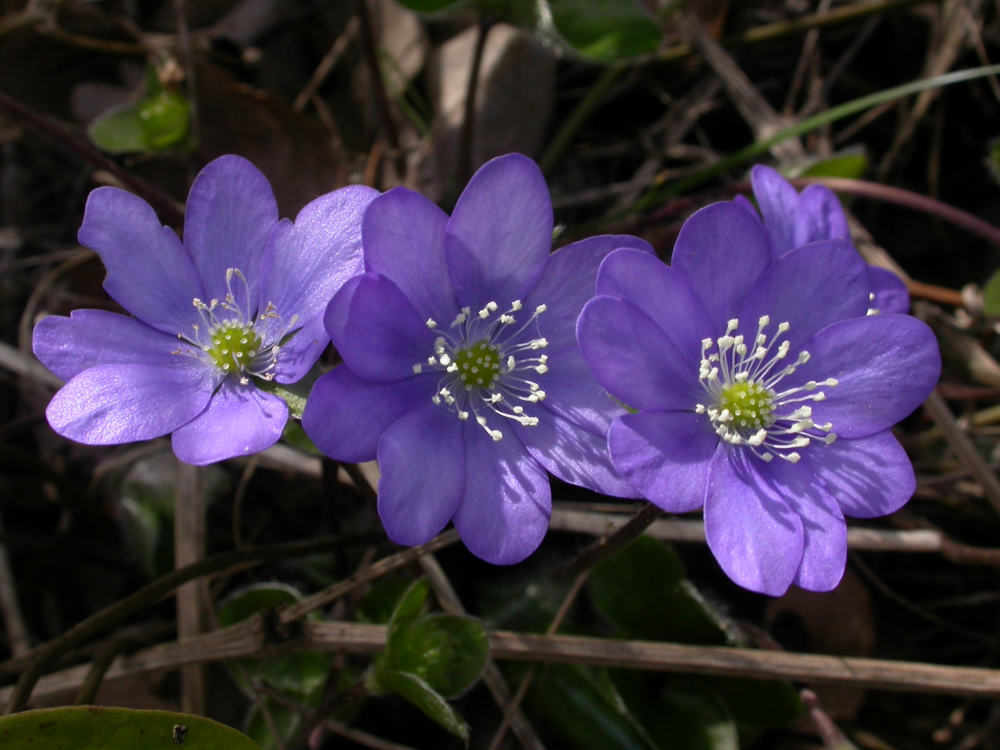 Hepatica_nobilis