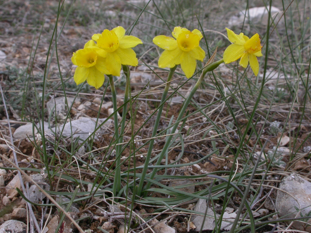 Narcisse  feuilles de joncs