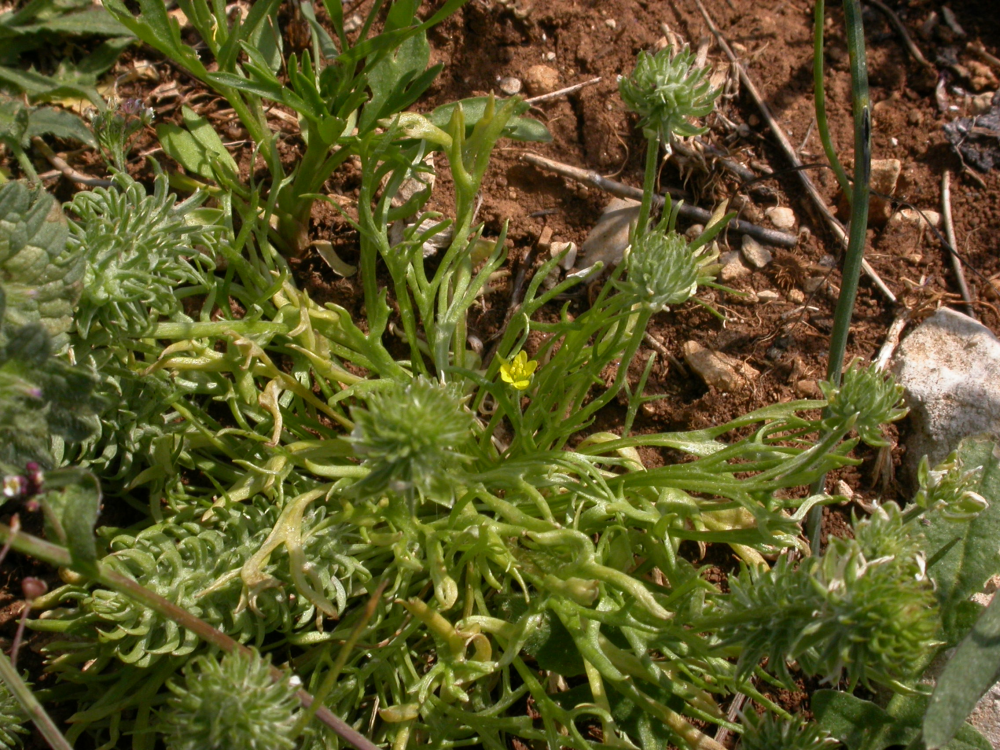 Ceratocephalus