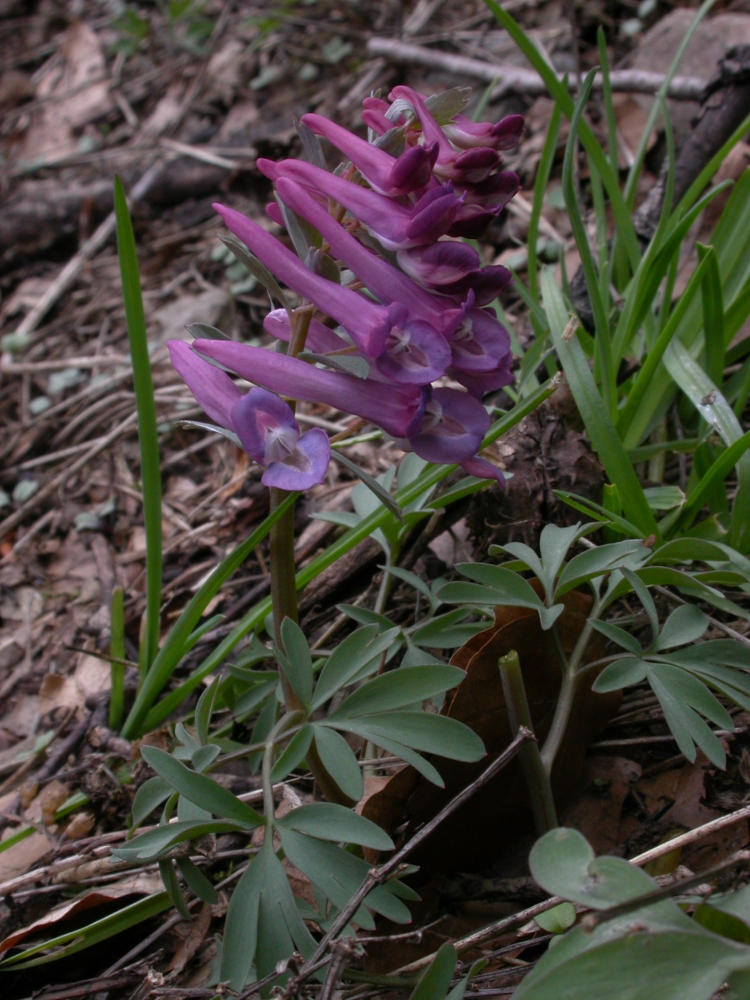 Corydallis solida