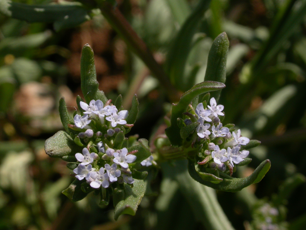 Valerianella